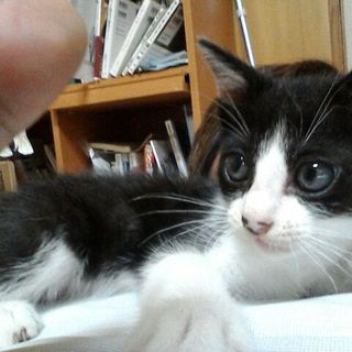 生後約２か月とっても元気な男の子です
