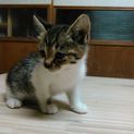 ♡とてもかわいい子です。仲介です。