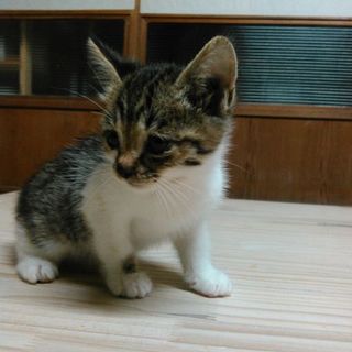 ♡とてもかわいい子です。仲介です。