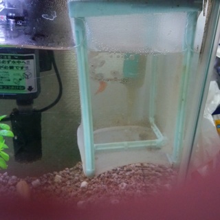 グッピーの、里親募集