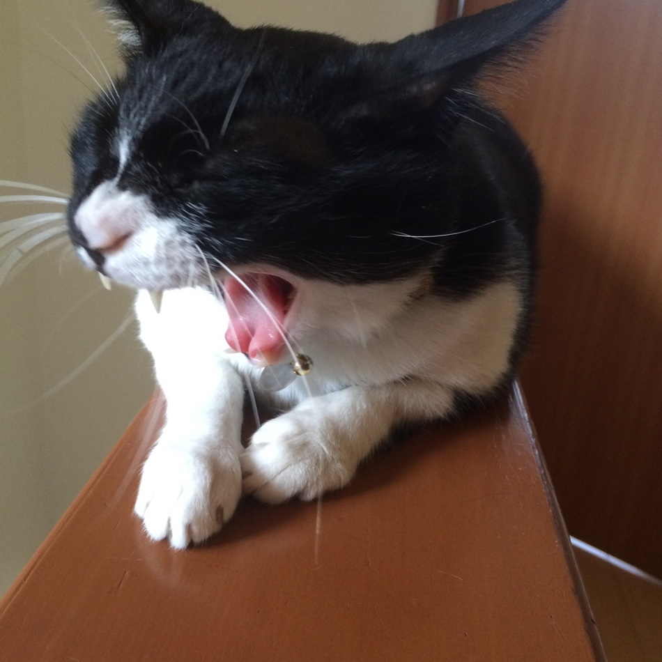 虎鉄のカバー写真