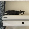 の写真
