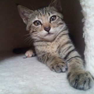 可愛いキジ猫です。