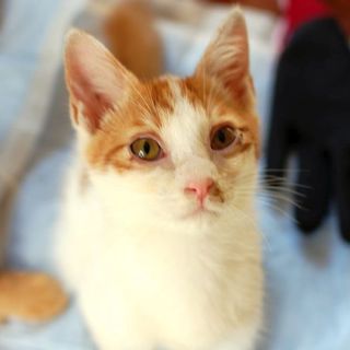 かわいい子猫（２ヶ月）３匹募集中！！