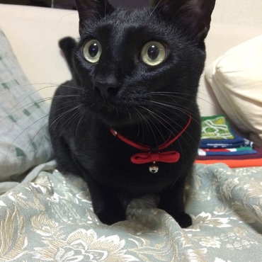 1歳の誕生日！おnewな首輪