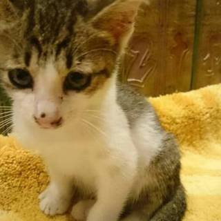 この子の里親になりませんか！