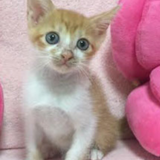 おっとり系子猫　エコーくん！