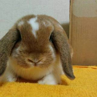 かわいいホーランドロップ1