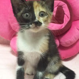 芸術的なサビ柄　デルタちゃん☆