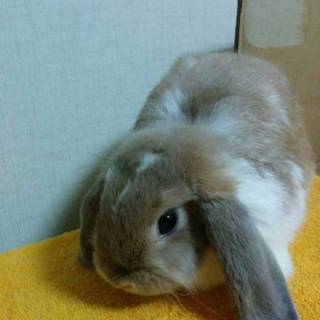 かわいいホーランドロップ２