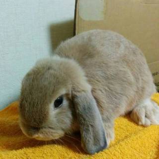 かわいいホーランドロップ３