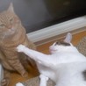里親募集中の保護猫チャー君を遊びに誘うメイ