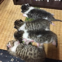 3ニャンズ