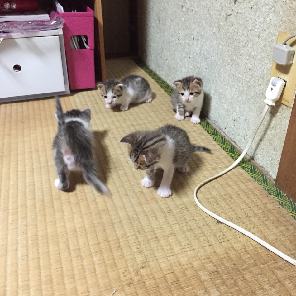 3ニャンズのカバー写真