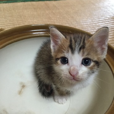 1人ねこ鍋