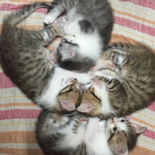 3ニャンズの里親様募集です