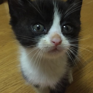 生後1ヶ月♪とってもキュートな黒白ハチワレちゃん