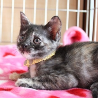 1.5か月仔猫　きいちゃん