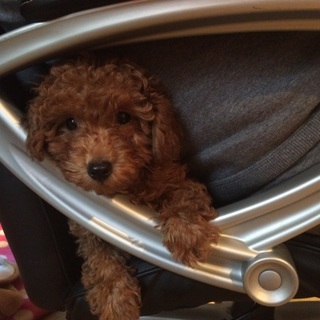 家族になってくださる方を探しています。