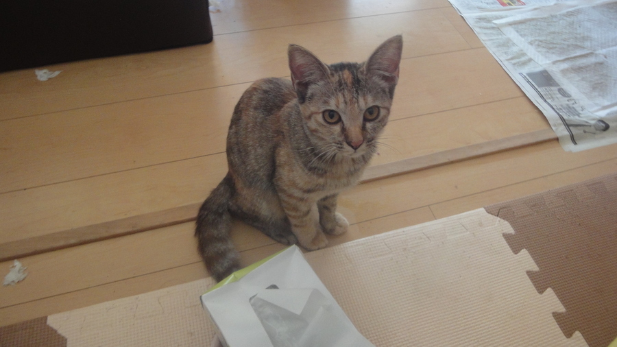 保健所収容ペットではありません。 サムネイル1