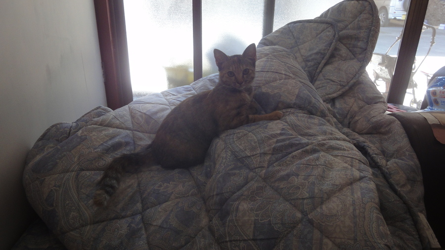 保健所収容ペットではありません。 サムネイル3