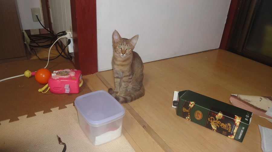 保健所収容ペットではありません。 サムネイル4