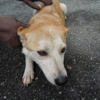 イケメン！！大人しい男の子、家族になって下さい。