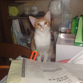 とても可愛い猫です。