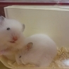 ゴールデンハムスターの里親様募集します。 サムネイル2