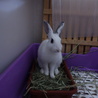 保護うさぎ珊瑚ちゃん♀不妊手術済み サムネイル2