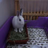 保護うさぎ珊瑚ちゃん♀不妊手術済み サムネイル4