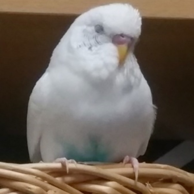 ｍｒ3jipapaのカバー写真