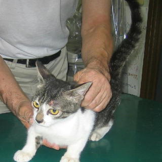 動物病院に捨てられ保護されています ４ヶ月男の子