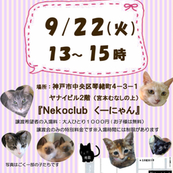 本日！猫カフェで譲渡会