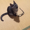 人が大好きなメス猫です♪