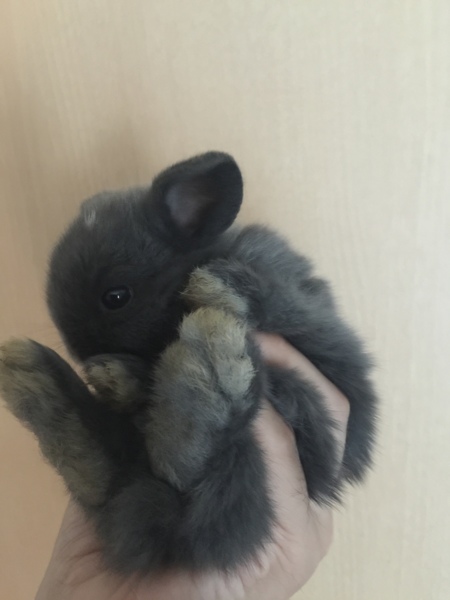 8/29産まれ ホーランドロップベビー サムネイル3