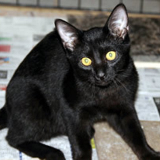 アルマくん　　　4か月くらいの男の子　