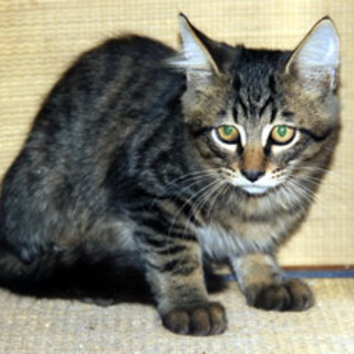 ニナちゃん　　　4か月くらいの女の子