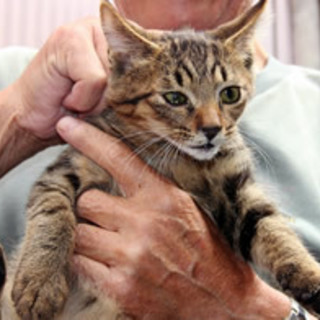 クリスくん　　　4か月くらいの男の子