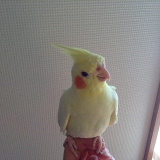 4ヶ月のオカメインコの里親募集中です