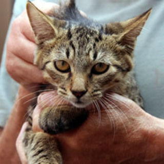 ラルフくん　　　4か月くらいの男の子　