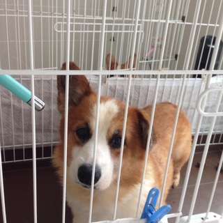 里親様を募集してます。