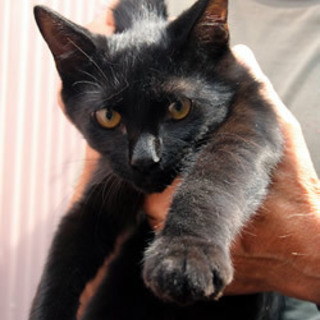 ザラくん　　　4か月くらいの男の子　