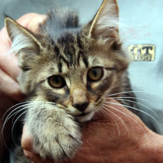 ディオくん　　　4か月くらいの男の子　