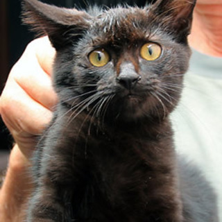 ミュウちゃん　　4か月くらいの女の子　