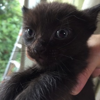 黒猫ばかり12匹います