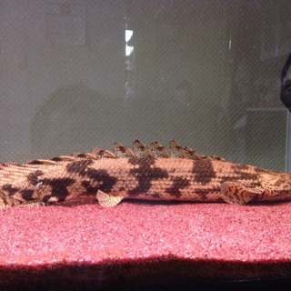 ポリプテルス3匹です