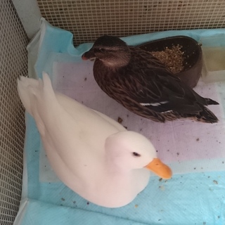 コールダック２羽の里親さん募集