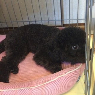 トイプードル女の子、里親募集しています。