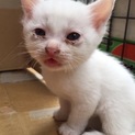 子猫の里親を募集しております！